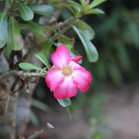 Adenium